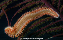 Fireworm on a Purple gorgonian was taken last spring in t... by Joseph Lamontagne 